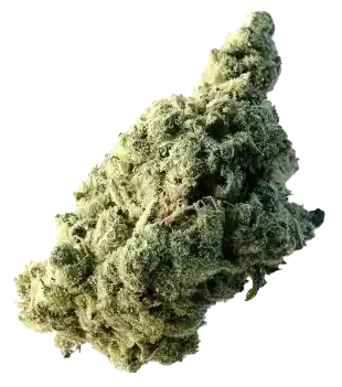 Ice - Indica Dominante