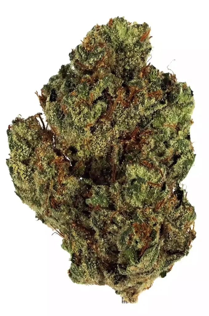 Triple G - Híbrida Dominante Indica