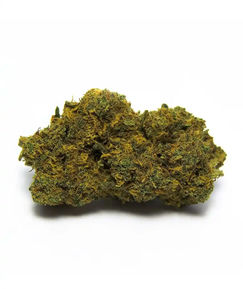 Green Gelato - Híbrida