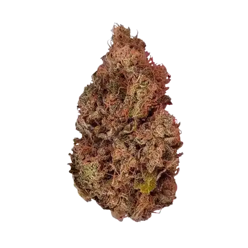 Purple Queen - Indica Dominante