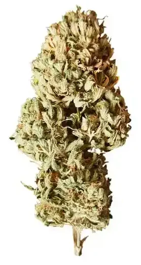 Royal AK - Híbrida Dominante Sativa