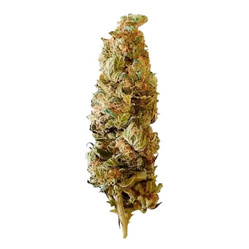 Shogun - Sativa Dominante