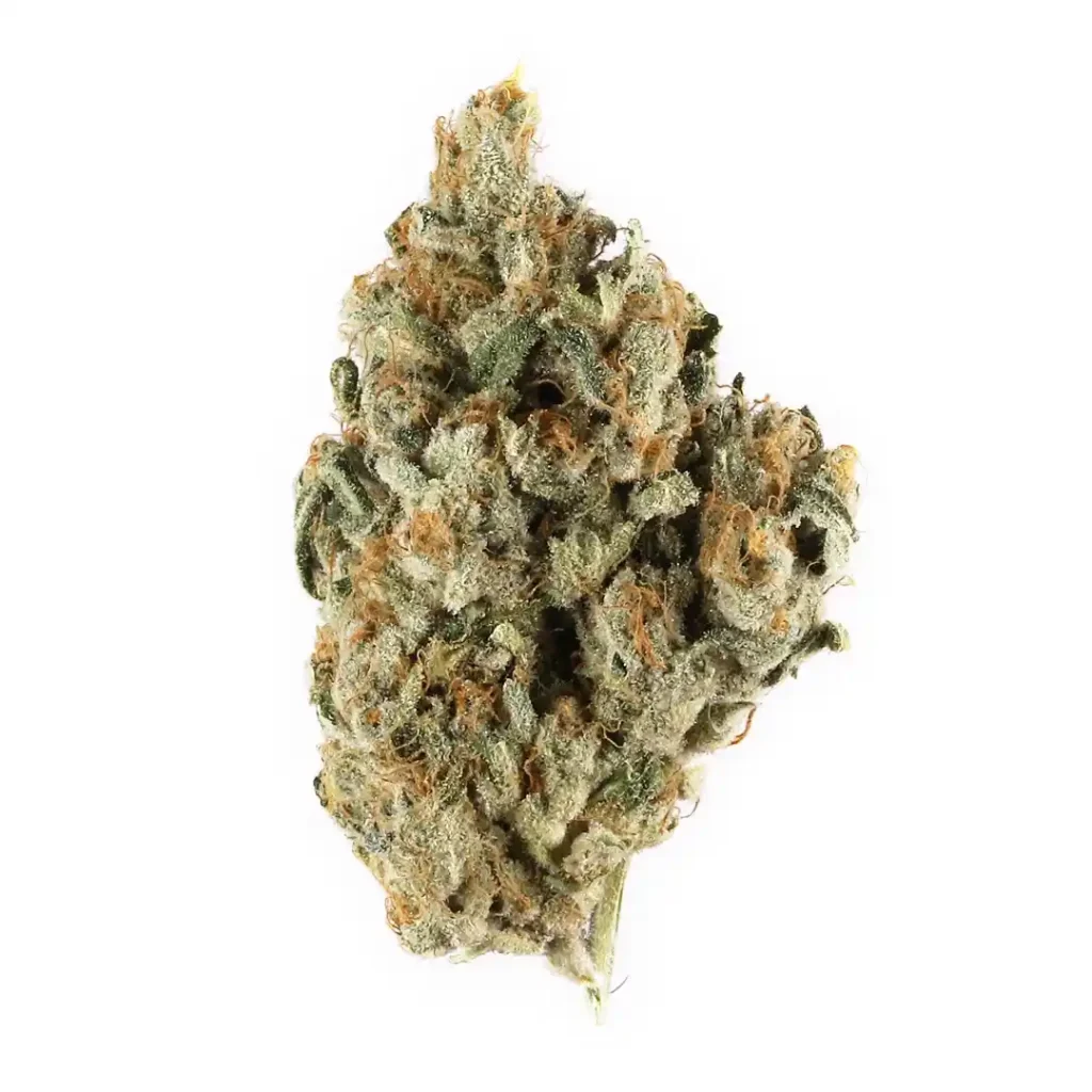 Haze Berry - Sativa Dominante